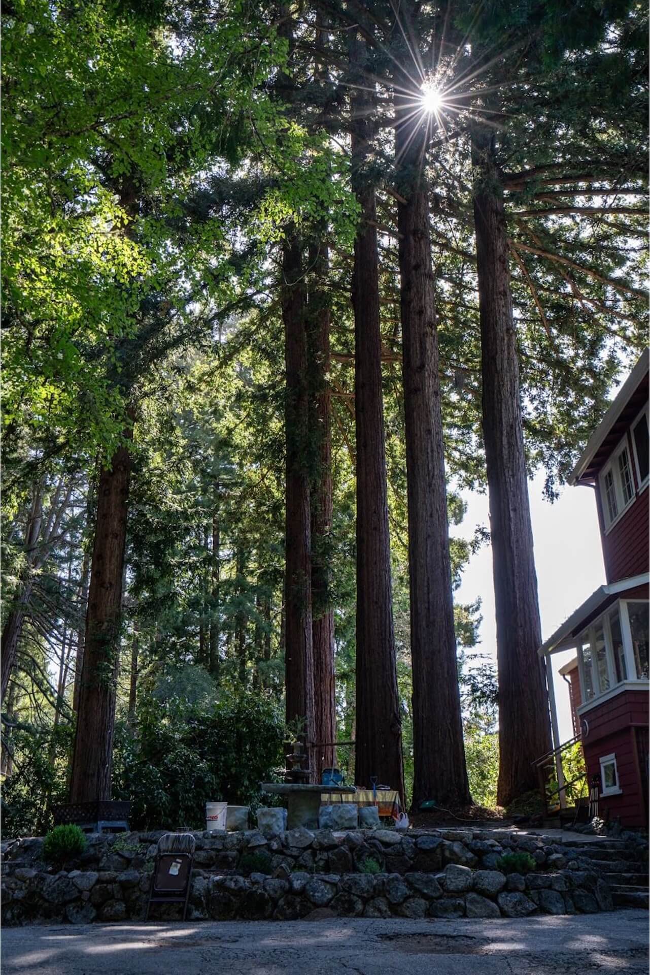 Prajna Dharma Forest